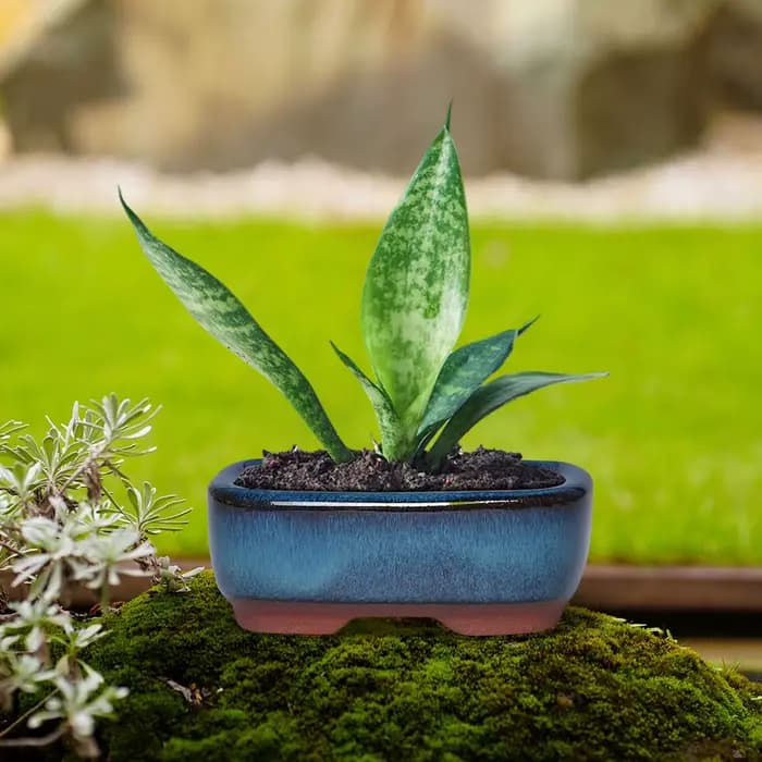 Pots de jardinière de jardin en céramique, Pot de fleur rond d'orchidée succulente pour plantes de fleurs d'intérieur et d'extérieur, Pot de fleur avec trous