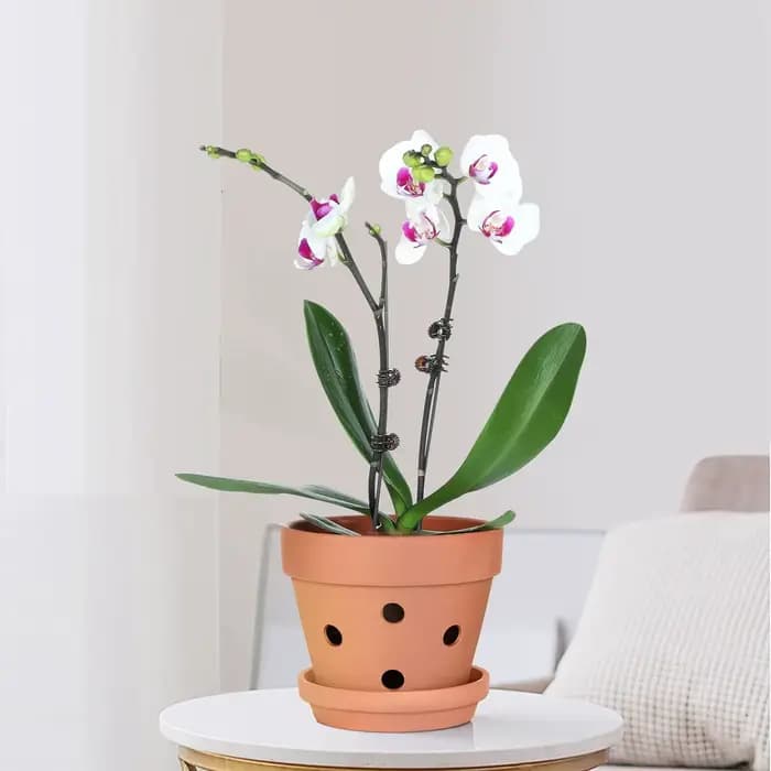Pots d'orchidées en terre cuite de 4 pouces, 6 pièces, avec trous et soucoupes, Pots de jardinière d'orchidées pour repottage, Pot de fleur de plantes