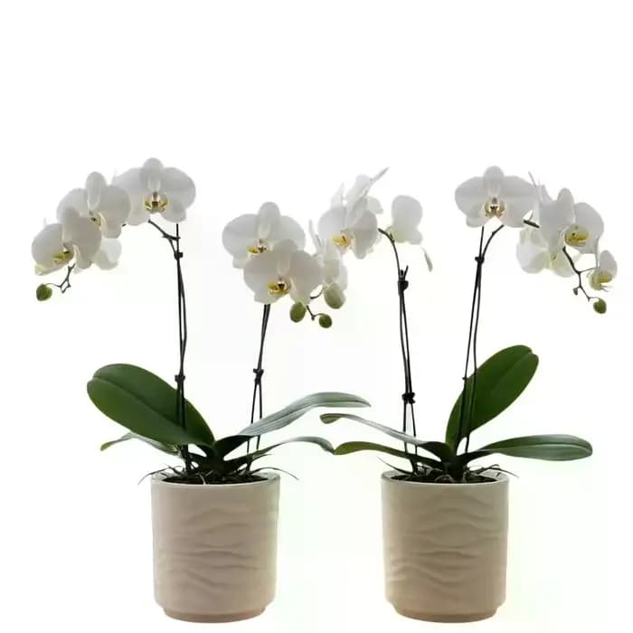 Pot de fleurs en céramique imitation, forme vague simple, jardinière minimaliste pour orchidées et plantes vertes, décoration intérieure